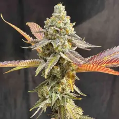 soul kitchen feminized cannabis seeds by lovin in her eyes