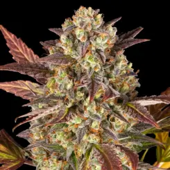 amnesia haze auto cannabis seeds by barneys farm