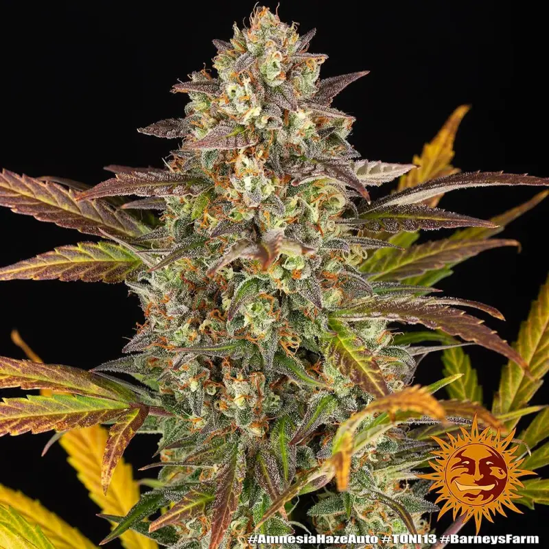 amnesia haze auto cannabis seeds by barneys farm