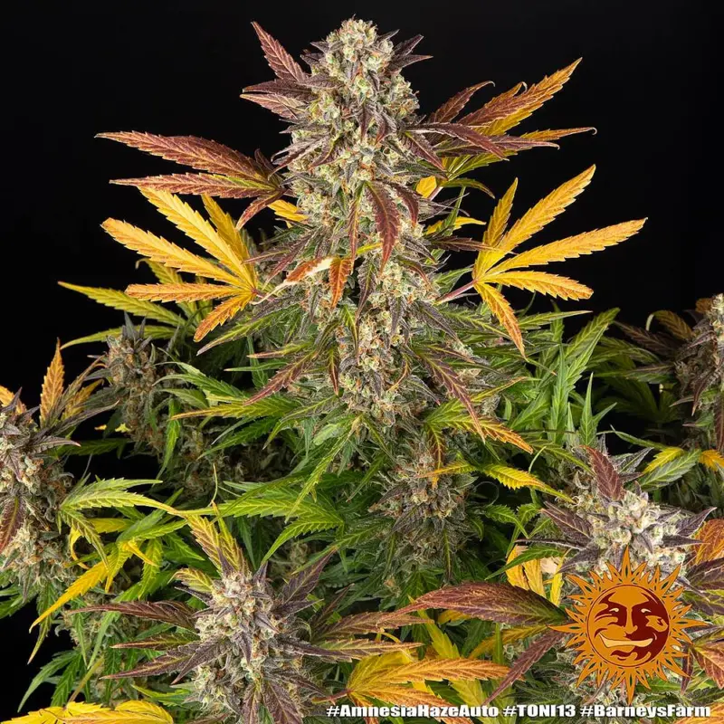 amnesia haze auto cannabis seeds by barneys farm