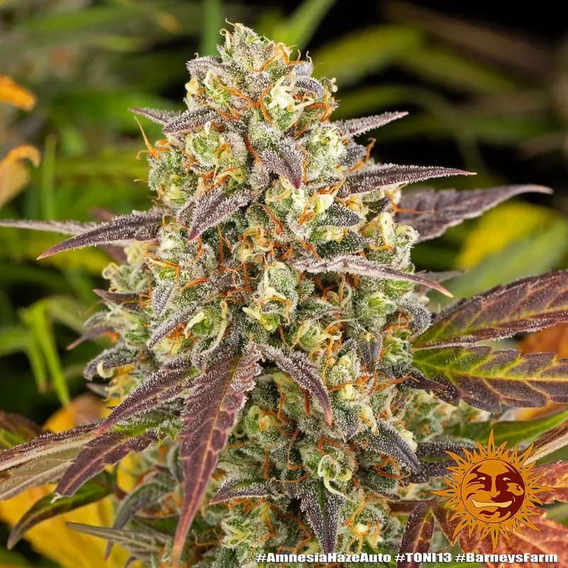 amnesia haze auto cannabis seeds by barneys farm