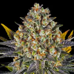 banana punch cannabis seeds by barneys farm