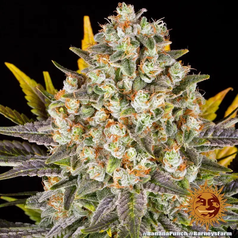 banana punch cannabis seeds by barneys farm