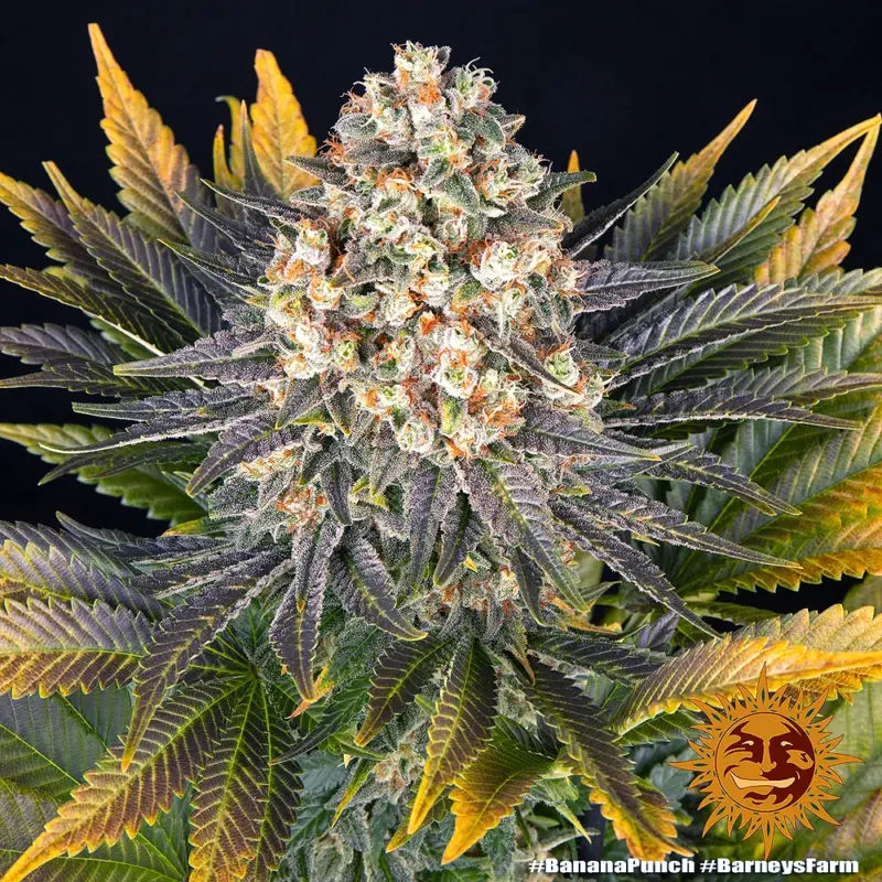 banana punch cannabis seeds by barneys farm