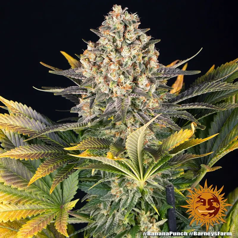 banana punch cannabis seeds by barneys farm