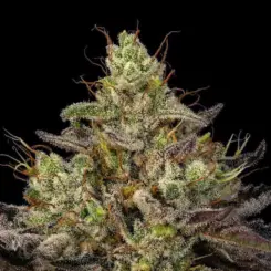 gran champagne cannabis seeds by twenty20 mendocino