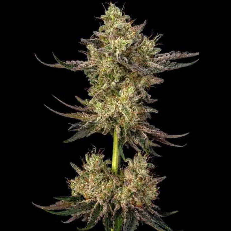 gran champagne cannabis seeds by twenty20 mendocino