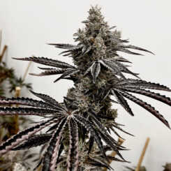 Close-up of a mature cannabis plant with dense buds and dark, jagged leaves, set against a plain white background—a Lusty Lady (F) proudly flaunting her natural charms.