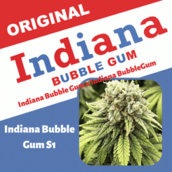 A promotional image for "Indiana Bubble Gum BX (F)" features the product name in bold text and a small image of cannabis buds in the bottom right corner labeled "Indiana Bubble Gum BX (F).