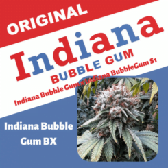 Image of Indiana Bubble Gum BX (F) packaging featuring a close-up of a cannabis plant. Bold text reads: "Original Indiana Bubble Gum" and "Indiana Bubble Gum BX." Additional text: "Indiana Bubble Gum x Indiana Bubble Gum S1" and "Indiana Bubble Gum BX (F).