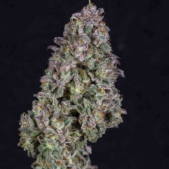 Purple Caper Seeds Chocolate Hashberry #3