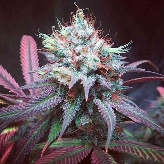 Purple Caper Seeds Chocolate Hashberry #1