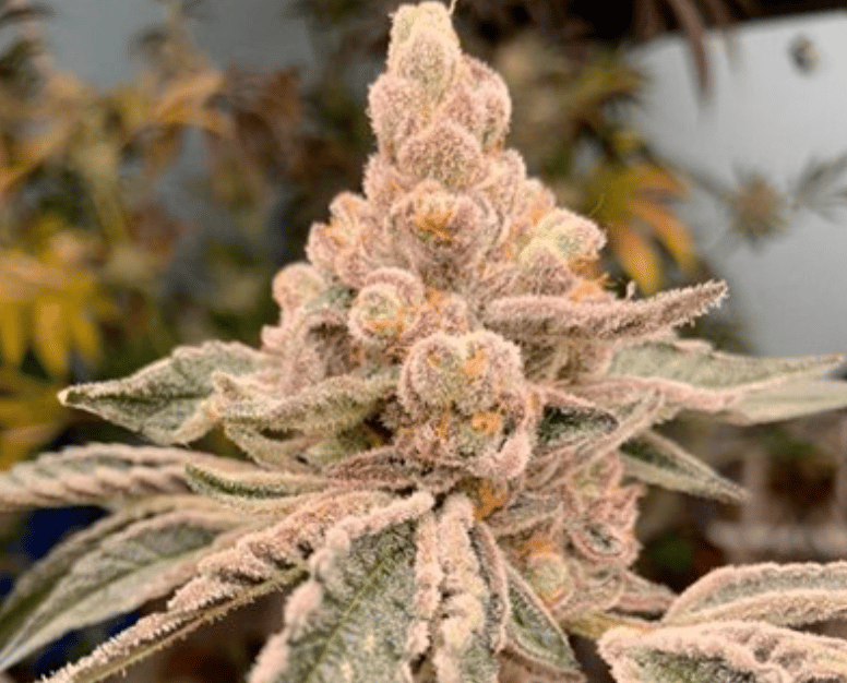 In House Genetics Dream Candy