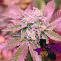 Purple Caper Seeds Runtz OG