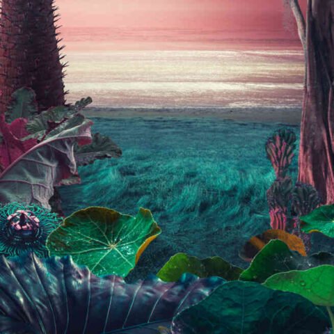 Tropical Thunder Auto Multipack – Buy Cannabis Seeds Online | North