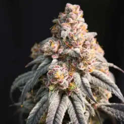 alligator wine feminized cannabis seeds by lovin in her eyes