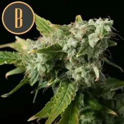 Close-up of a cannabis plant showing detailed, frosty trichomes and leaves. The background is black, highlighting the NEW Blue Dream (F) strain. A large letter "B" in a circular emblem adorns the top left corner.