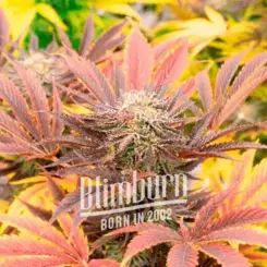 A close-up of a Cherry Pie Auto cannabis plant with reddish leaves and dense buds, branded with "Blimburn Born in 2002" text overlayed.