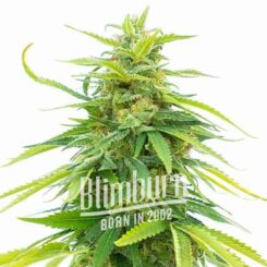 Close-up of a Godfather OG (F) cannabis plant with dense green foliage and visible trichomes, bearing the text "Blimburn Born in 2002" overlaid on the image.