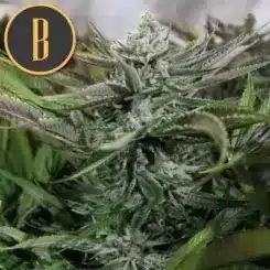 Close-up of a cannabis plant with frosty buds and green leaves reminiscent of Grandaddy Purple (F). A circular logo with the letter "B" is displayed in the upper left corner.