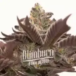 Close-up of a Grandaddy Purple Auto cannabis plant with dense buds and purple leaves, featuring the "Grandaddy Purple Auto" logo superimposed at the bottom center.