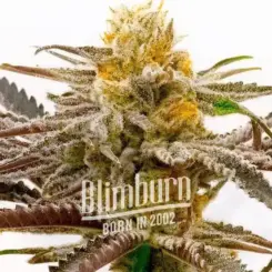 Close-up of a purple and white Tropicana Cookies Purple (F) cannabis plant with frosty trichomes and company branding text "Blimburn BORN IN 2002" overlaid on the image.