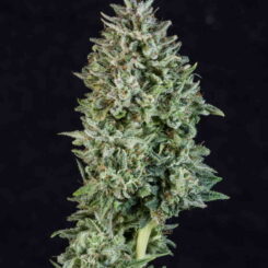 Purple Caper Seeds Chocolate Hashberry BX