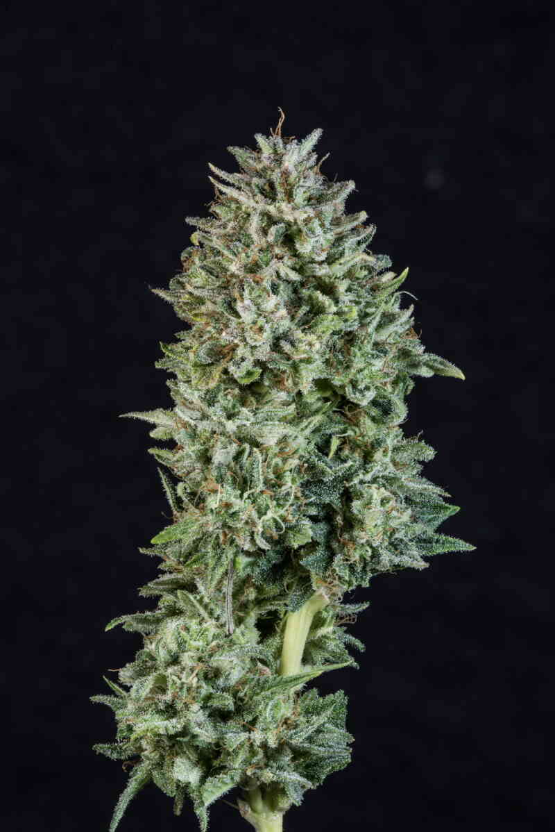 Purple Caper Seeds Chocolate Hashberry BX