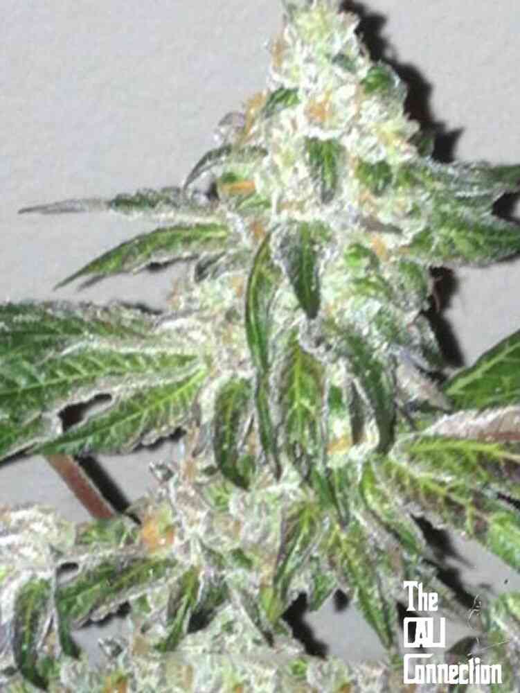 Cali Connection Girl Scout Cookies