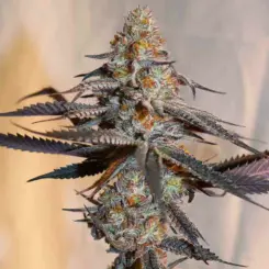 mystic martian feminized cannabis seeds by lovin in her eyes