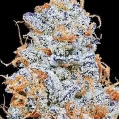 Close-up of a frosty, trichome-covered Platinum Valley (F) cannabis bud with orange hairs and purple hues against a black background.