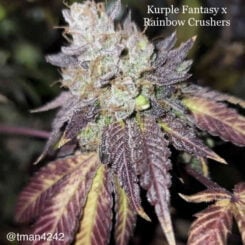 Cannarado Genetics > Kurple Fantasy X Rainbow Gushers