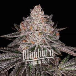 Close-up of a cannabis plant with the Blimburn logo and text "BORN IN 2002" overlaid on the image, showcasing the Apple Fritter Auto - BLIMBURN strain.