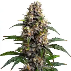 godfather og feminized cannabis seeds by blimburn