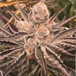 Close-up of a frosty, trichome-covered Platinum Purple Candy (F) cannabis plant with dark purple leaves.