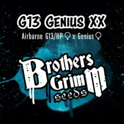 Brothers Grimm Seeds G13 Genius XX