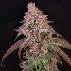 louisana pine feminized cannabis seeds by lovin in her eyes