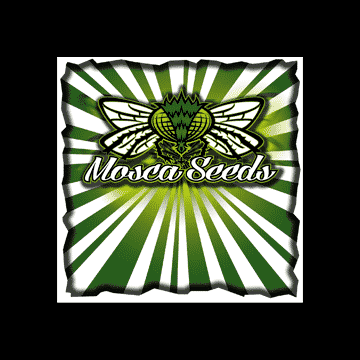 Mosca Seeds - Autoflowering