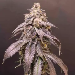 polaris purps feminized cannabis seeds by lovin in her eyes