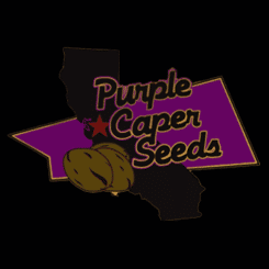 Purple Caper Logo