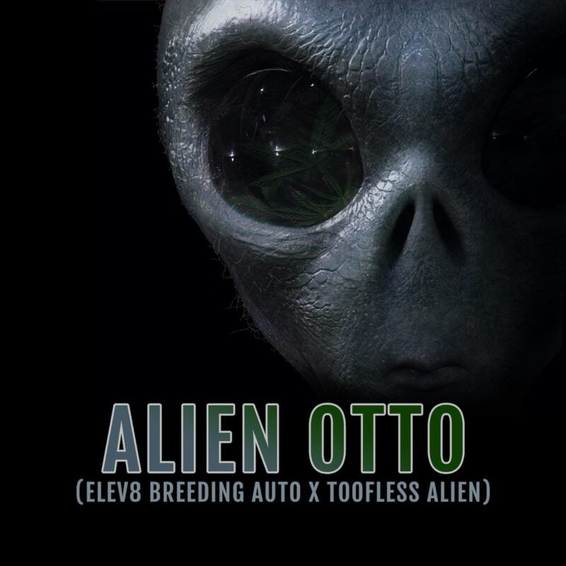 Alien Otto Auto by Elev8