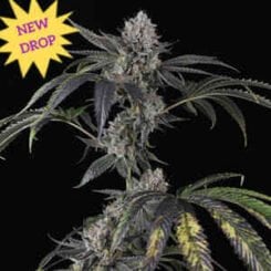 Sure, here is the sentence with the product name replaced:

A cannabis plant with buds is displayed against a black background. A yellow starburst label at the top left reads "NEW DROP." The featured strain, Strawberry Sky Jelly Auto, draws attention with its vibrant hues and enticing aroma.