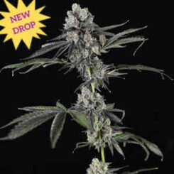 A cannabis plant with dense buds and leaves, featuring a "New Drop" tag in the top left corner against a black background. Introducing Tres Grapes Sky Auto, an exceptional strain that's sure to impress.