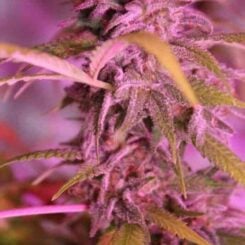 Purple Caper Seeds Grape Skunk