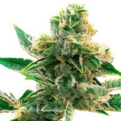 Triangle Kush Reg