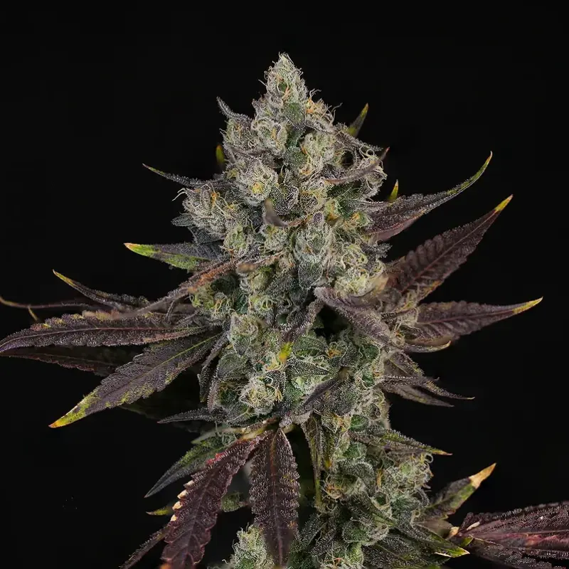 blue pave by compound genetics