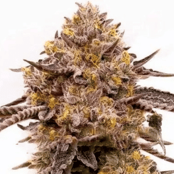 A close-up of a Purple Haze (F) cannabis bud covered in trichomes against a white background, highlighting its dense structure and intricate details of the leaves.