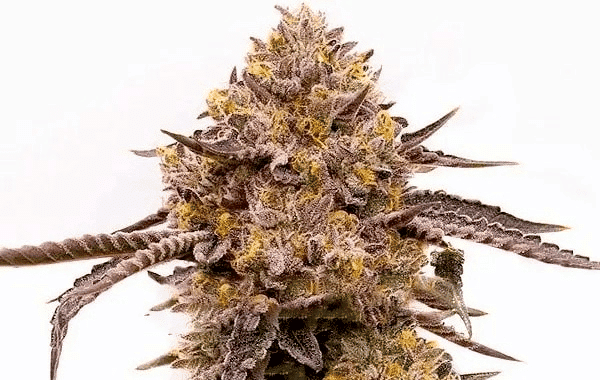 Purple Haze (F) » Seeds