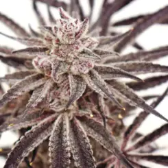 grape amethyst feminized cannabis seeds by lovin in her eyes