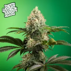 Biscotti Lime by Super Natural Seeds